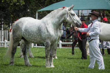 Mares over 5 Years 